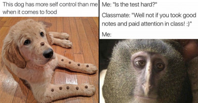 24 Hilarious Animal Memes Packed With Abundant Dopamine To Lift Your Mood