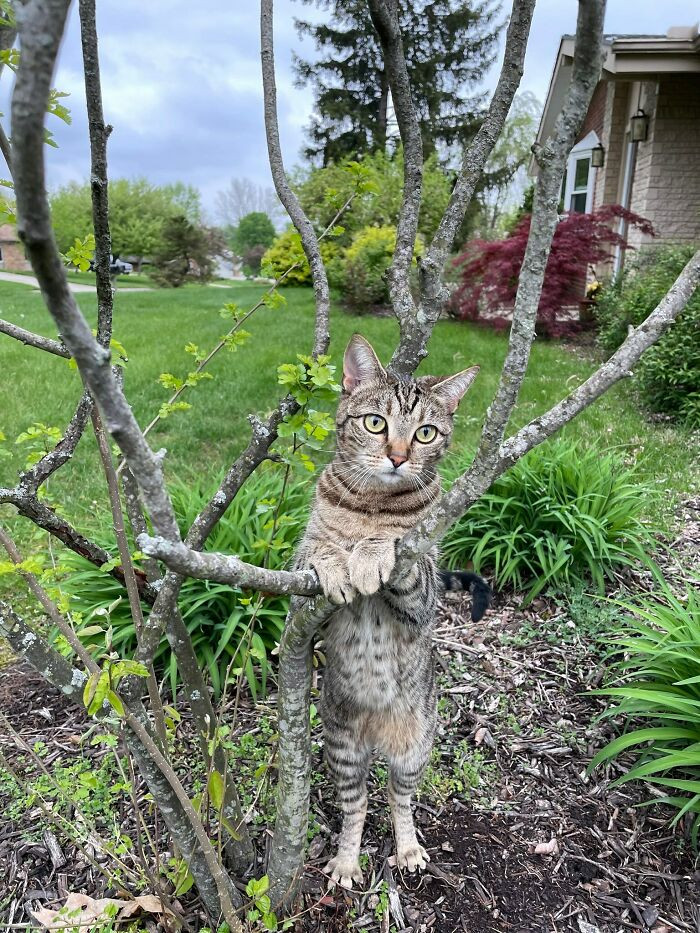 "Our Cat Posed Like This On Her Own. We Think She's Jealous Of Our Daughter's Senior Pictures"