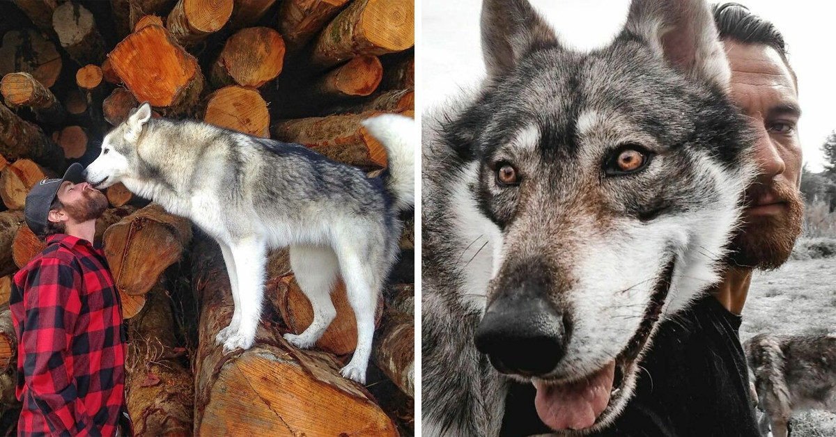 51 Wolf-Dog Owners Share Photos That Show How Magnificent These Animals Are