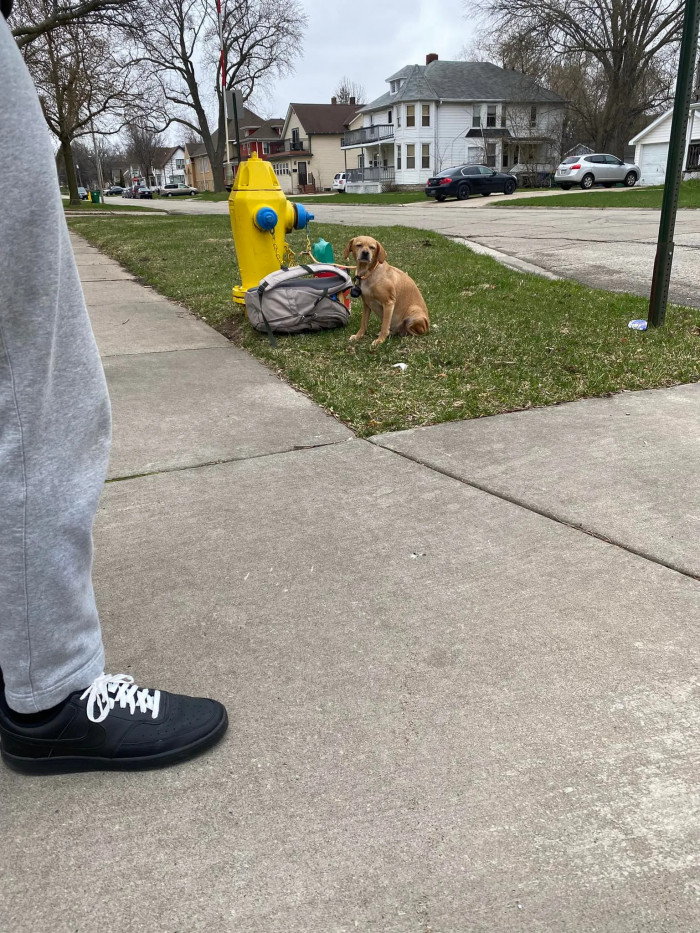 As soon as the dog's story was posted on Facebook, the pooch immediately went viral