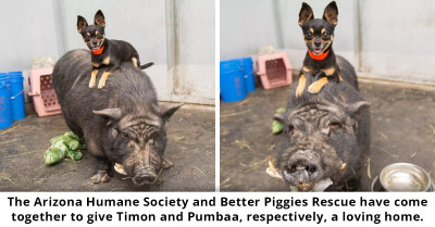 Disney-Like Tale of Friendship: Chihuahua and Pig Rescued in Arizona Are Best Friends