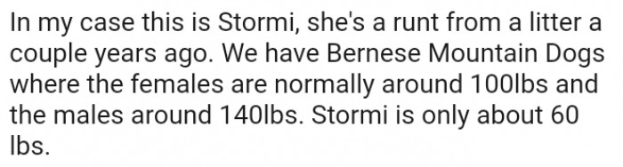 Home interior with a new puppy and an older dog watching anxiously