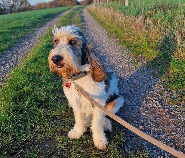 2. Grand Basset Griffon Vendeen