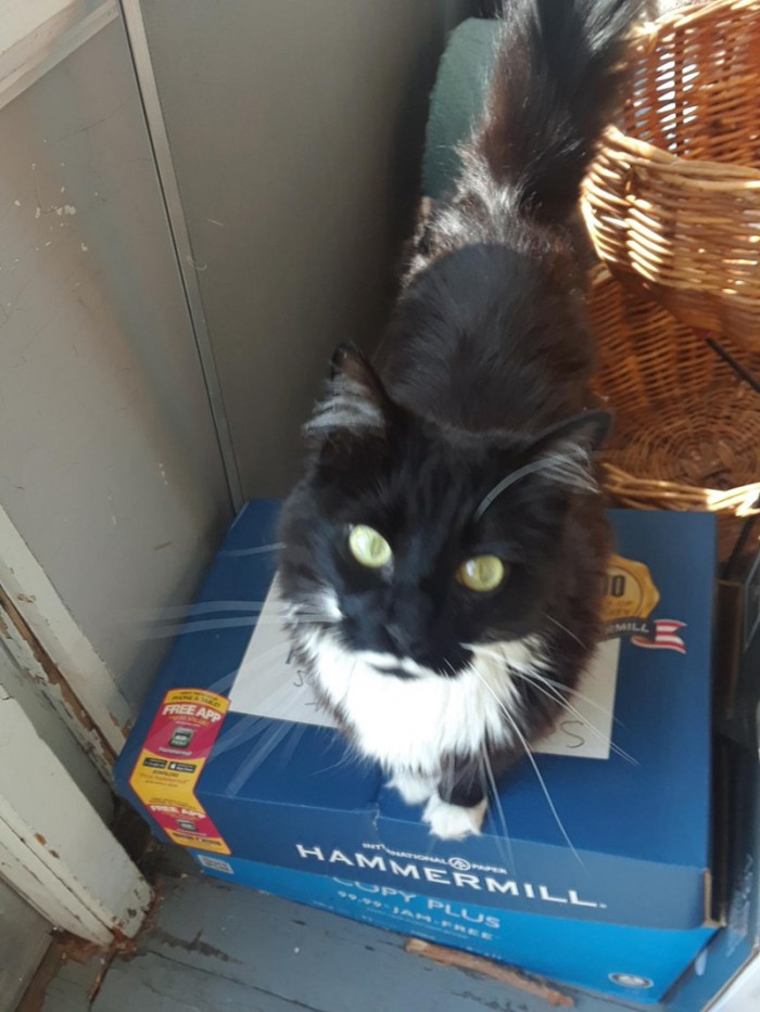 13. Is that clear, hooman?