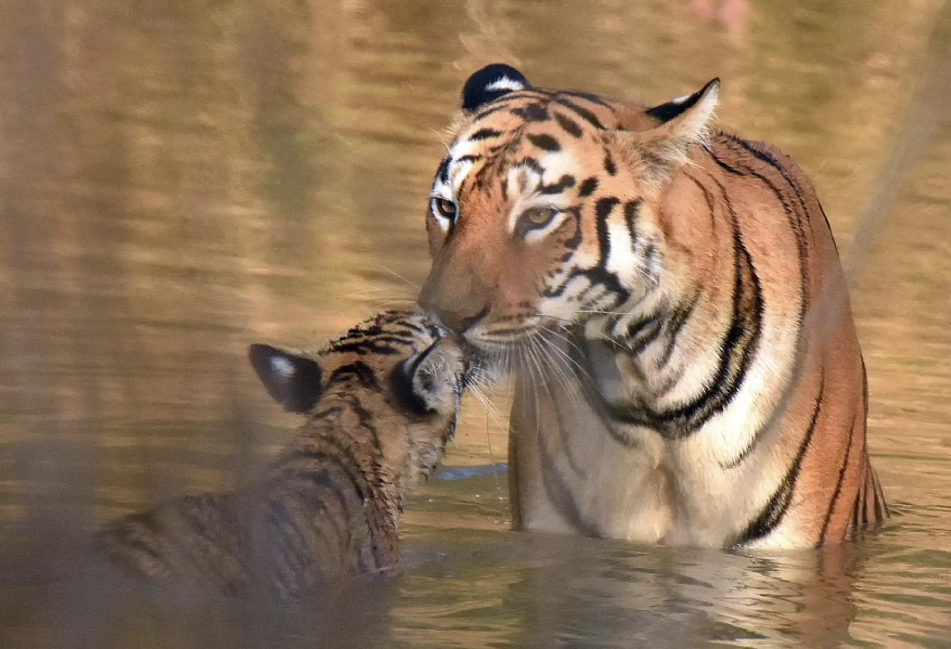 She cuddled and kissed the baby tiger after cleaning it.