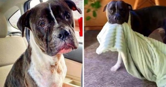 Bubby was a bait dog. This is an equivalent of a combination of a sparing partner and a lifeless crash-test dummy.