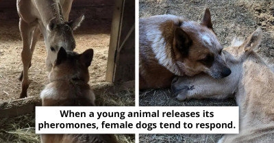 Unlikely Friendship Forms Between A Rescue Dog And A Newborn Foal That Lost His Mom