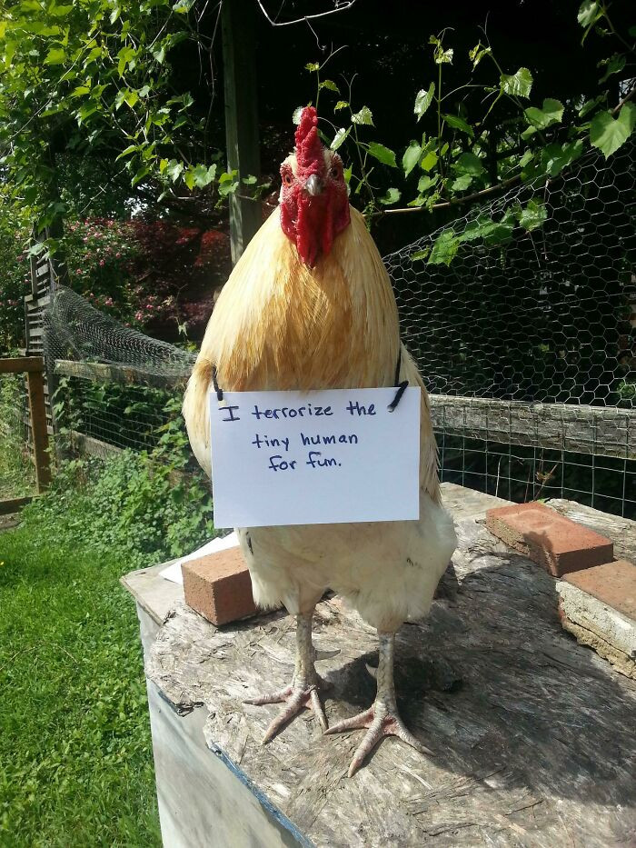 "I Figured I'd Try My Hand At Chicken Shaming"