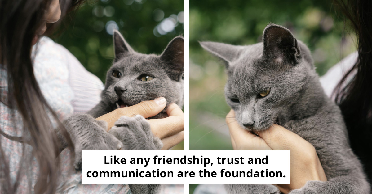 How Cats Decide Who Their Favorite Human Is
