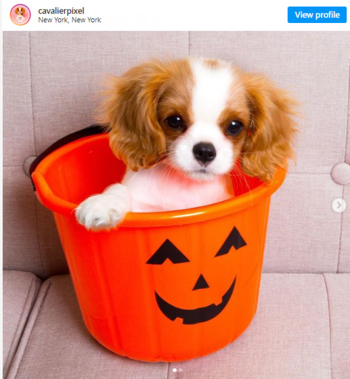 1. Pixel, a teeny-tiny baby who enjoys going trick-or-treating.