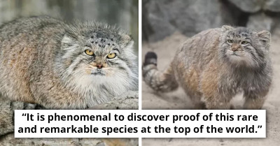 Rare Wildcat That Isn't Seen Often By Humans Due To Its Solitary Lifestyle Is Found And Filmed On Mount Everest