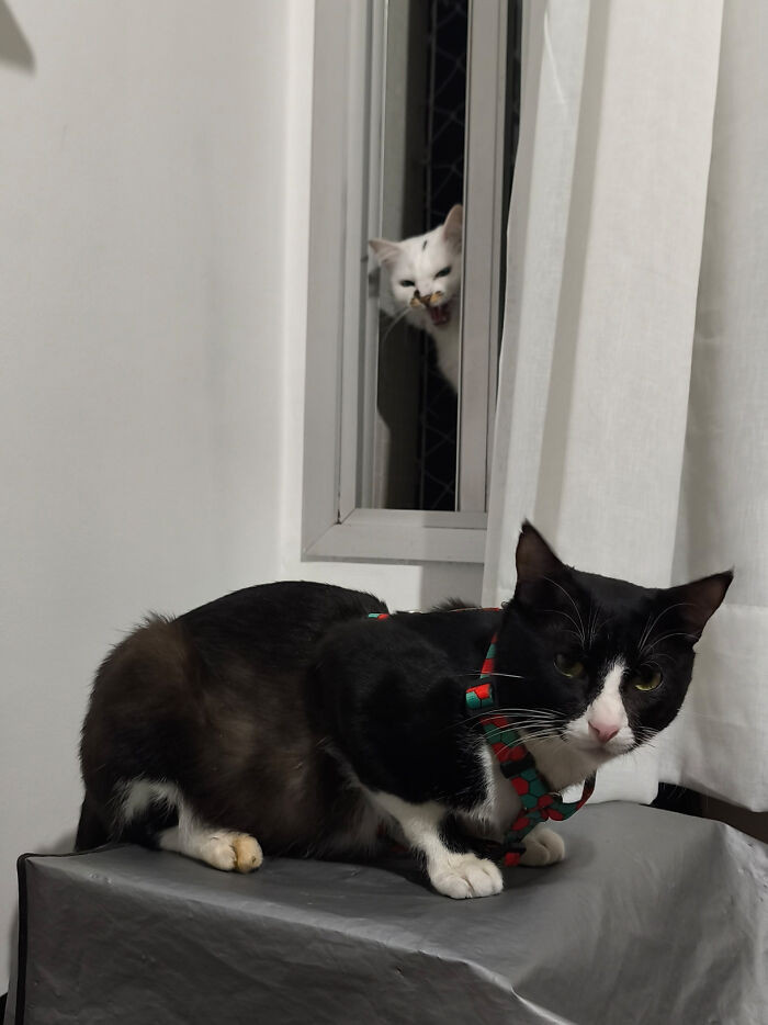 "She's Loving The New Cat"