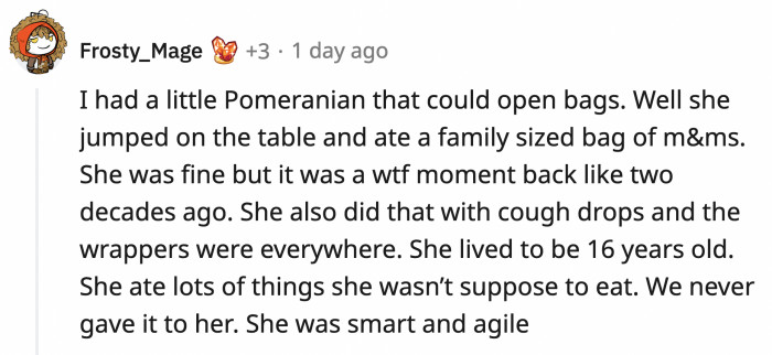 Question: Did you find your Pomeranian inside the bag of M&Ms after she ate all of it?
