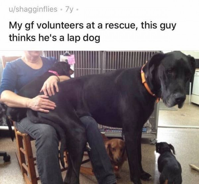 18. This dog, who did his best to share the lap as much as possible: