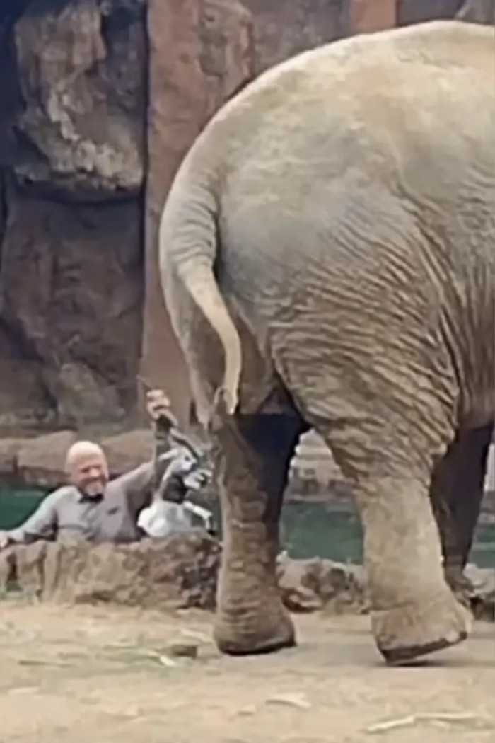 A brave zookeeper heard the elephant’s cries for help and saved the day