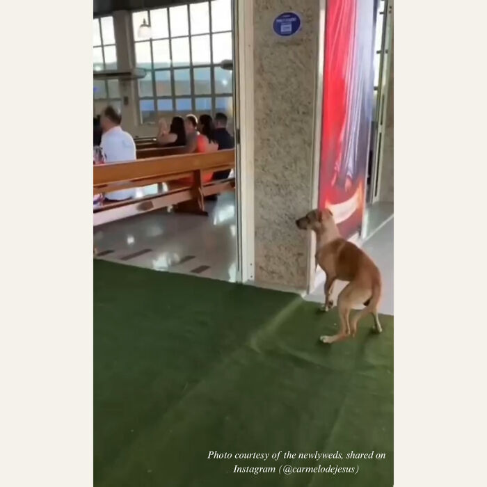 The dog didn’t bark or cause a scene; he just watched