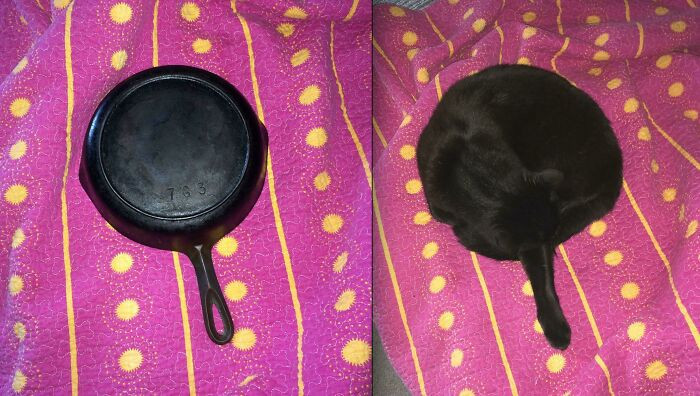 40. Mods Are Sleeping. Upvote Sleeping Cat And Pan!