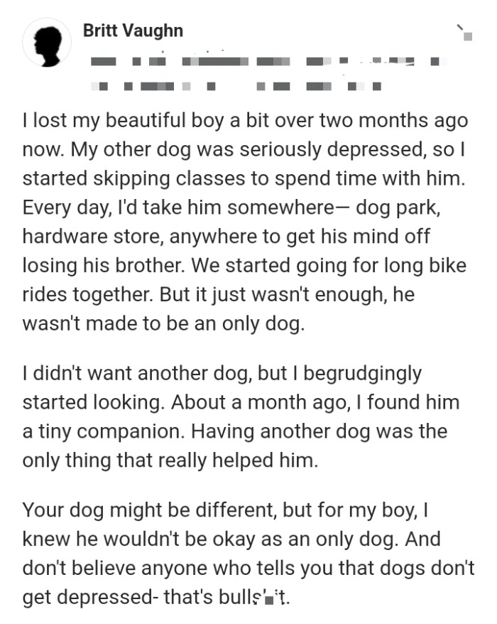 17. He wasn't meant to be an only dog