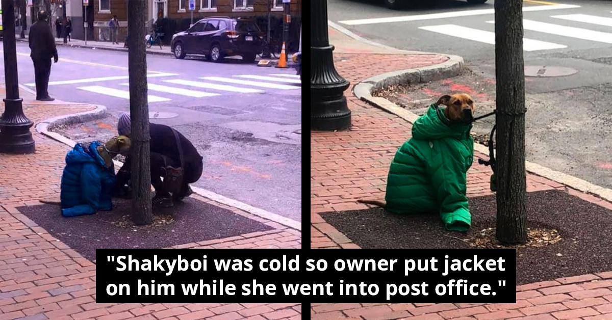 Woman's Act Of Kindness Toward Her Freezing Dog Goes Viral On Facebook