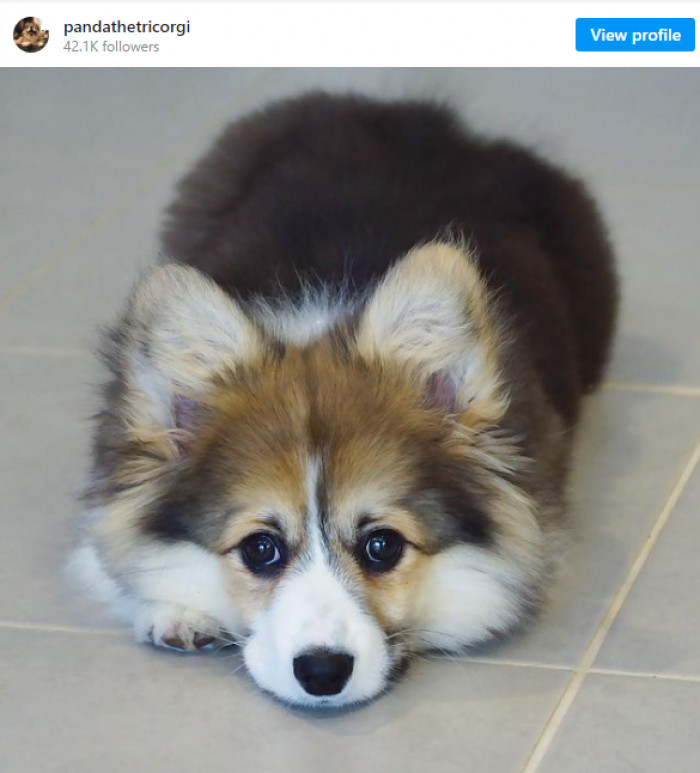 Panda sends her love...