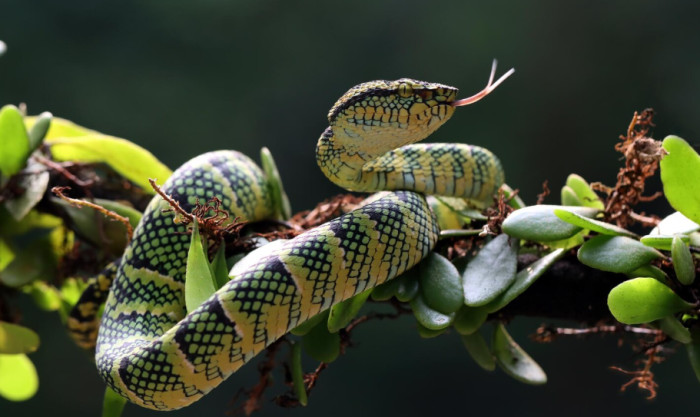Unusual Snake Adaptations