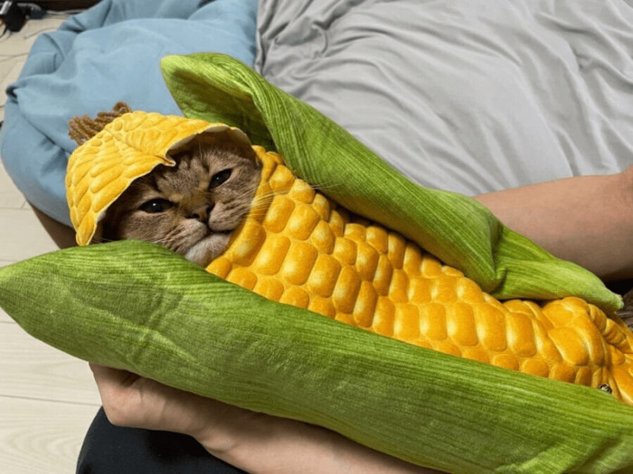 5. This fella loves his warm corn fur for real.