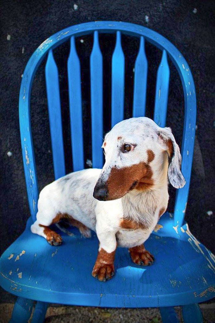 "This Beautiful Dachshund With Vitiligo"