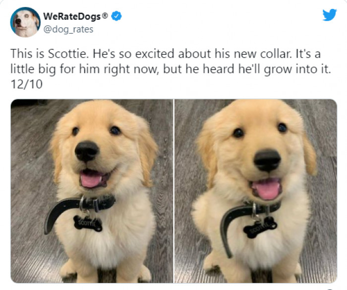 17. We are happy that Scottie is happy