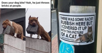 21 Social Media Posts About Cats And Dogs Condemned For Gratuitous Cuteness And Silliness