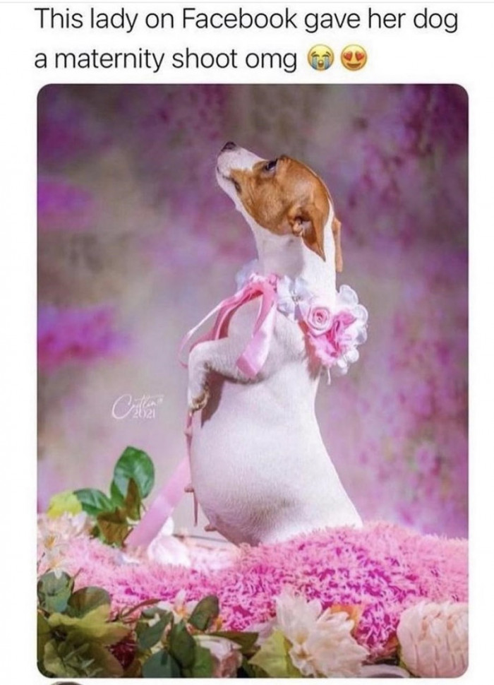 18. Dog Maternity Shoot