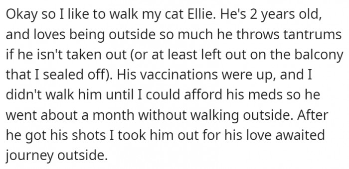 It all started with a simple walk