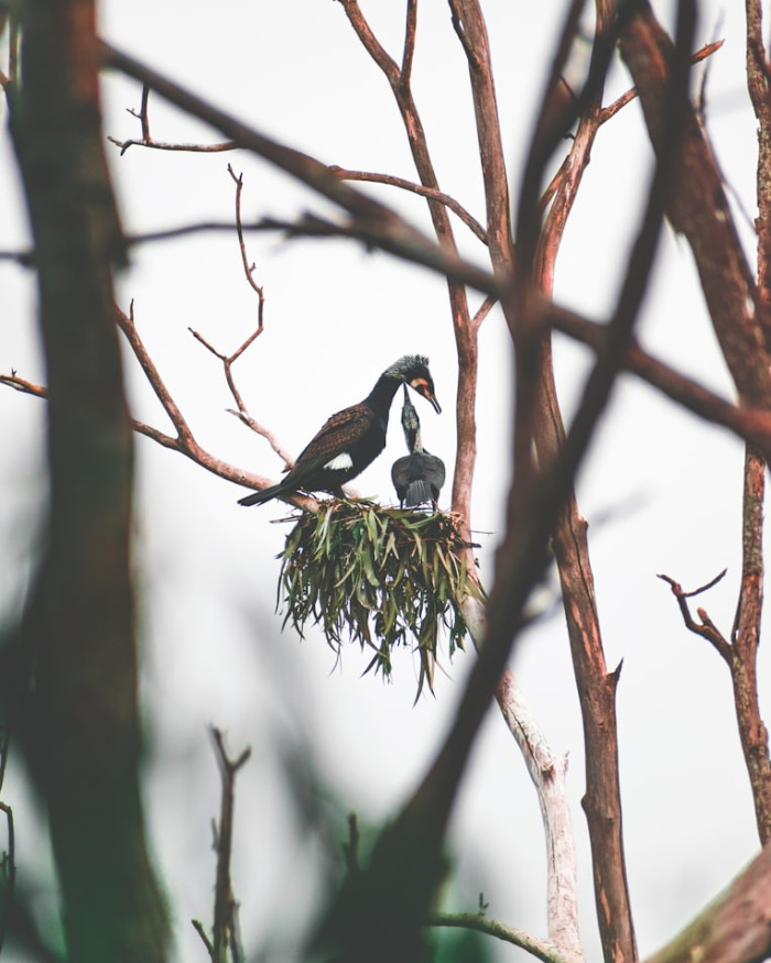Do Any Male Birds Have Penises?