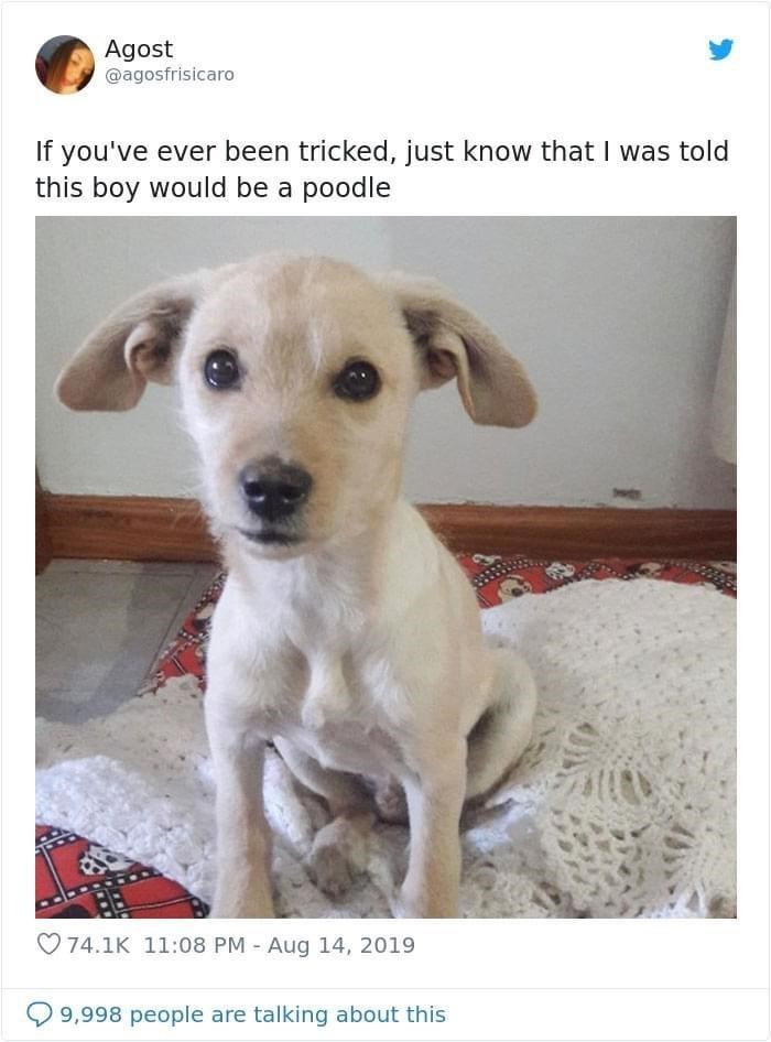 9. Here is another trickery delivered