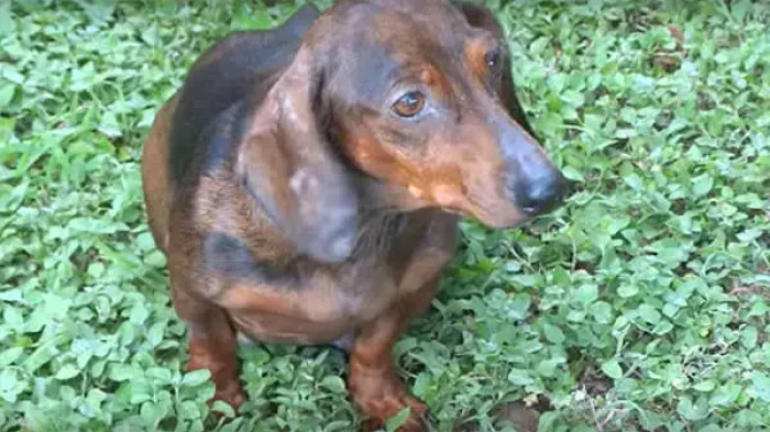 The petite dachshund at the center of it all