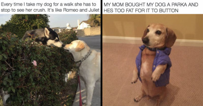 Adorable Tweets About Pets That Could Melt Every Heart And Make You Forget All Your Problems