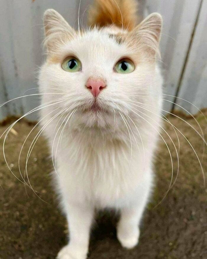 34. "We Found This Beauty At The Market. She Was Very Hungry And Covered In Ticks. We Decided To Take Her To Our Family, Had Her Spayed, Treated For Parasites, And Now She Is A Very Sweet, Affectionate, And Grateful Kitty"