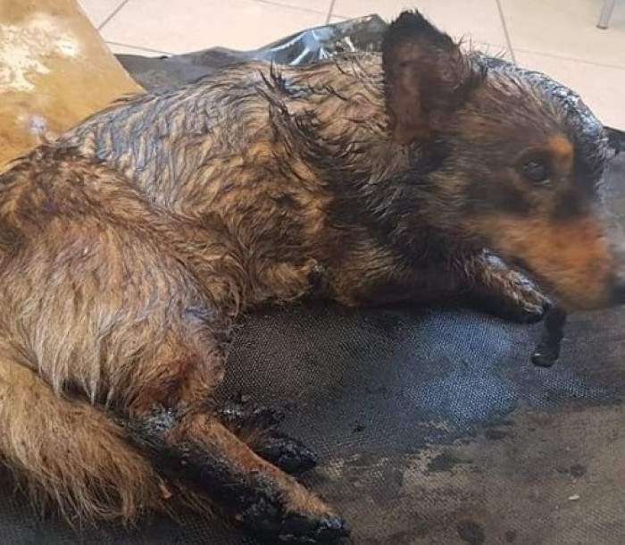 Following his rescue, the dog was immediately transported to a veterinary clinic for a thorough examination and received treatment to replenish his energy depleted from exhaustion. Veterinarians also removed over 100 ticks that had taken refuge on his body.