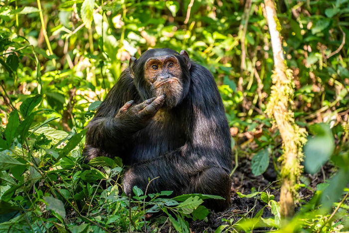 Chimpanzee Contemplation By Arvind Mohandas