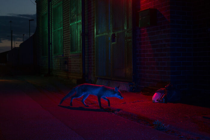 Urban Wildlife, Runner-Up: Night Dweller By Kyle Moore