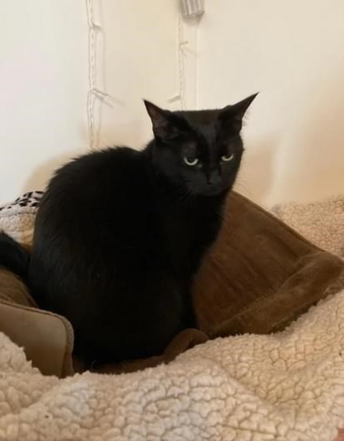 16. I don't know why this hooman has changed so much that they forget my meals