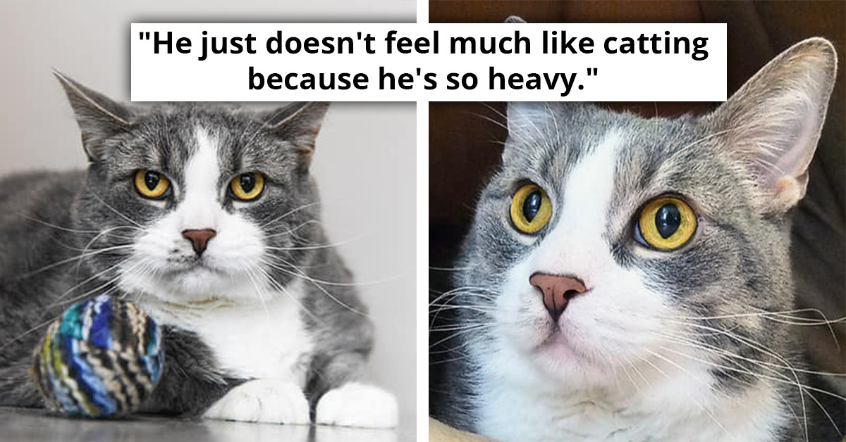 Overweight Cat Seeks "Feline Personal Trainer" To Adopt Him And Help Him Reach His Weightloss Goals