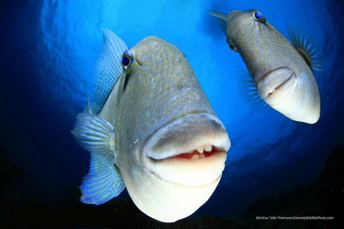 Say Cheeeese By Arturo Telle Thiemann