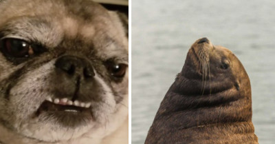 12 Animal Tweets That Will Melt Your Heart