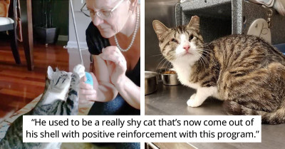 High-Five Day Challenge Shows Cats Learning Neat Tricks And Helps Them Find Forever Homes