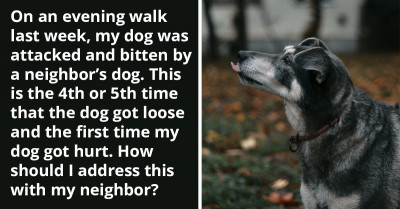 Quora Users Offer Interesting Solutions to Someone Whose Dog Was Attacked and Bitten by the Neighbor's Vicious Dog While They Were on a Walk