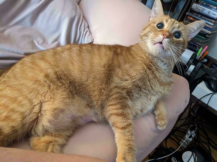 43. That’s the face of a cat who just realized the treat bag wasn’t for them.