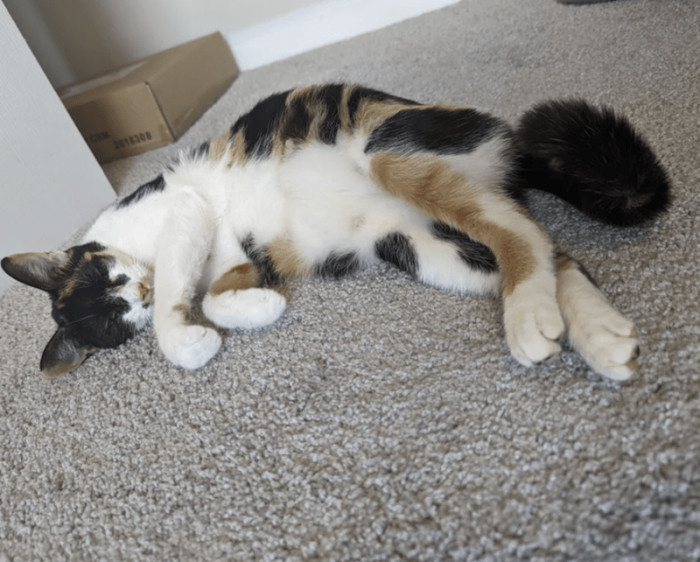 Pregnant stray cat settled in an owner’s spare room indoors