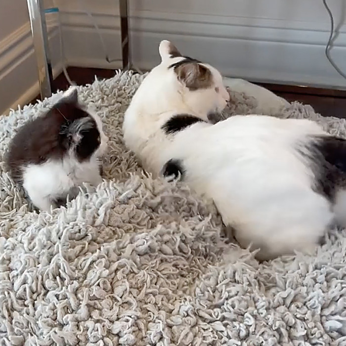 “I love how Joey always acts like he hates the kittens at first, then loves on them.”