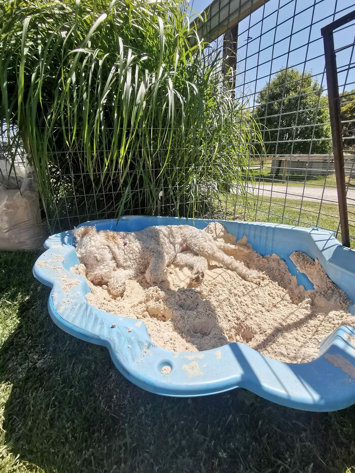 7. This Is Greta. She Loves Her Sandpit