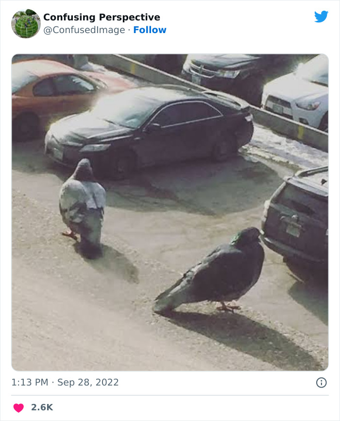 17. Those are huge pigeons